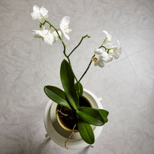 Load image into Gallery viewer, Amtico Spacia Ceramic Light